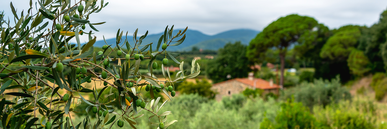 Frantoi Olio Valnogaredo 農家瑞初榨橄欖油